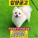 국가에 의해 강제 입양당하는 강아지