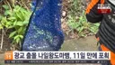 광교 왕도마뱀 최신근황