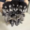 케르베로스 실사