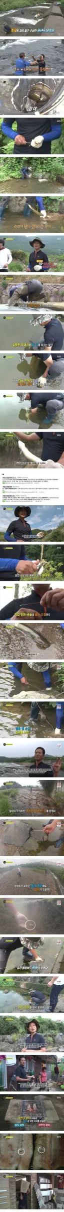 자연산 장어의 위엄