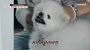 강아지 정신병 걸리게 만드는법