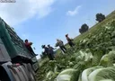 현재 중국에서 포르말린 배추 사건이 폭로됨