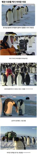 펭귄 다큐를 찍기 어려운 이유