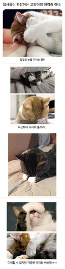 집사들이 환장하는 고양이의 매력 중 하나