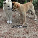 중성화까지 마친 유기견을 마취총으로 잡아다 안락사시킨 은평구 지자체
