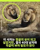 탈모 온 사자 (펌)