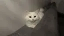 현시각 우리집 고양이
