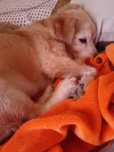 우리집 댕댕이 나 닮아서 못생김
