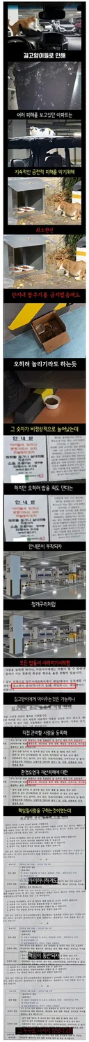 캣맘과의 공존을 선택한 어느 아파트의 결말