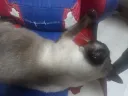 고양이 입장에서 쿠션 좋고 스크래치 기능이 있는 좋은 캣타워...