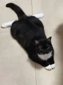뒷다리를 펼친 약간 하얀 고양이🐈