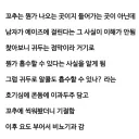 고추로 이과두주 마시기