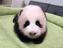 오늘자 아기판다 다이어리 속 막내 넷째 아기 바오 🩵🐼