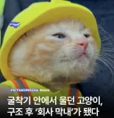 공사 현장 굴착기에서 울던 고양이