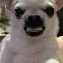 치와와는 왜 항상 화가나있는 거임??