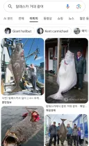 알래스카 거대 광어???