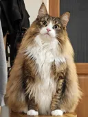 9.2 kg 짜리 털뭉치 삼각김밥 🍙🐈