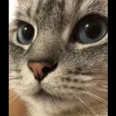 발로 꼬리 밟아서 화난 고양이 장수