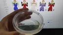 벼룩파리 잡는 가장 효과적인 TIP