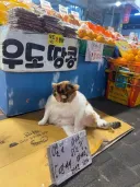 우도 대표땅콩