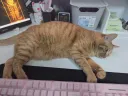 너희들은 이런거 보기 싫으면 고양이 키우지마라