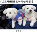 시고르자브르종 강아지 산책 전 후