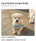 오늘 우리집 강아지 간식 줄이기로 했다.