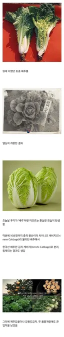 우장춘 박사의 작품인 채소.jpg