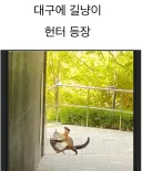대구에 나타난 길냥이 헌터