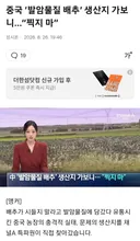 중국 발암물질 배추: 배추가 시들지 말라고 담갔다 유통