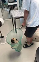 도망치던 생굴 포획 성공.dog