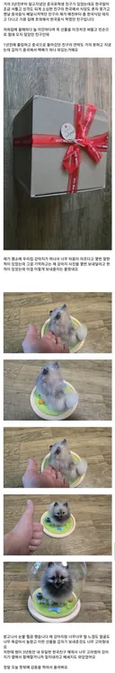 죽은 강아지 사진을 보내달라한 중국인 친구