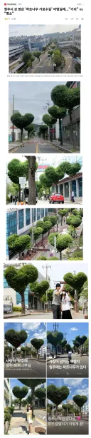청주시의 가로수길 '기괴' vs '명소'