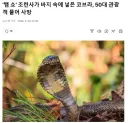 조련이 덜 된 뱀쇼의 위험성