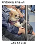 지하철에서 본 귀여운 승객