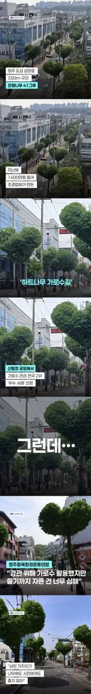 반응 갈린다는 청주 하트나무길.jpg