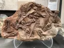 발견된 화석조차 기묘하게 생긴 호주의 해양동물 화석