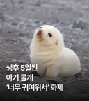 아기 물개 충격.....