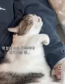 명절때마다 창피한 고양이(feat.간헐적개냥이 환콜)