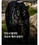 인도 흑색 호랑이 자태