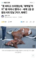뉴욕 마차 관광 근황