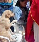 댕댕 : 저기...신부님 저도 축복좀....gif