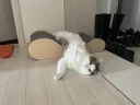주말을 맞아 고양이 사진 투척