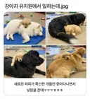 강아지 유치원에 새로운 신입