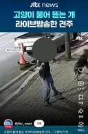 고양이 물어 뜯는 개 라이브 방송한 견주