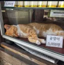 공양미 5천원