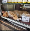 고양이 단돈 5천원