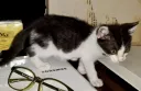 우리집 고양이 보고 가셈
