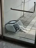 사무실 고양이들