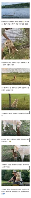 자신을 구해준 개를 찾아온 아기 사슴